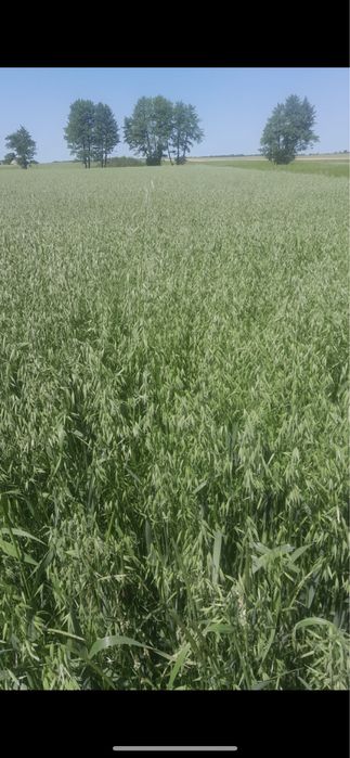 Sprzedam owies Bingo zbiór 2025