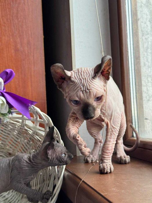 НейМоВіРниЙ Ельф