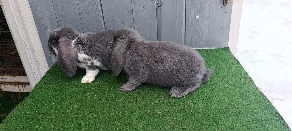 Młode baran francuski niebieski