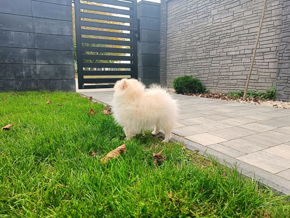Pomeranian – piękna kremowa suczka