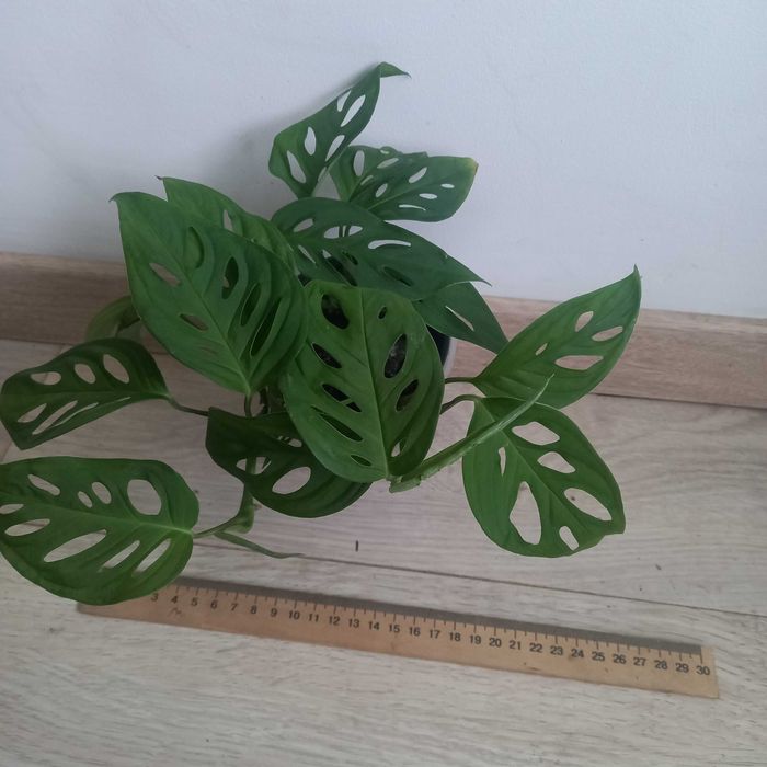 Monstera OBLIQUA , Адонсона - Монстера косая, карликовая