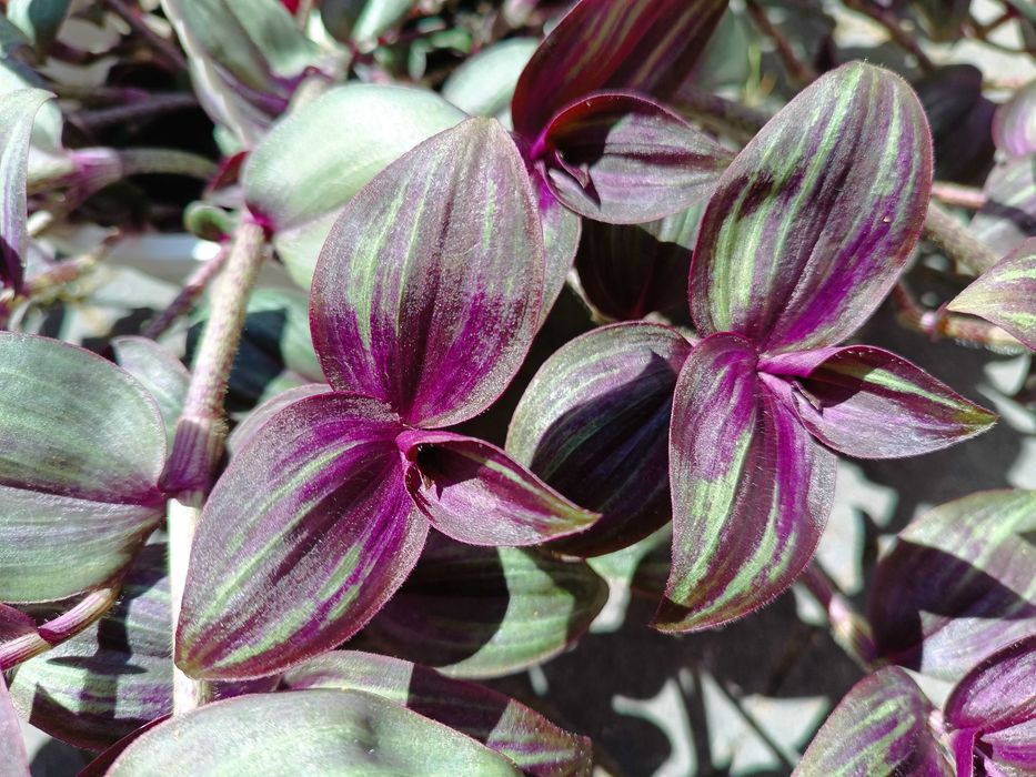 trzykrotka Tradescantia zebrina ‘Evanesce’