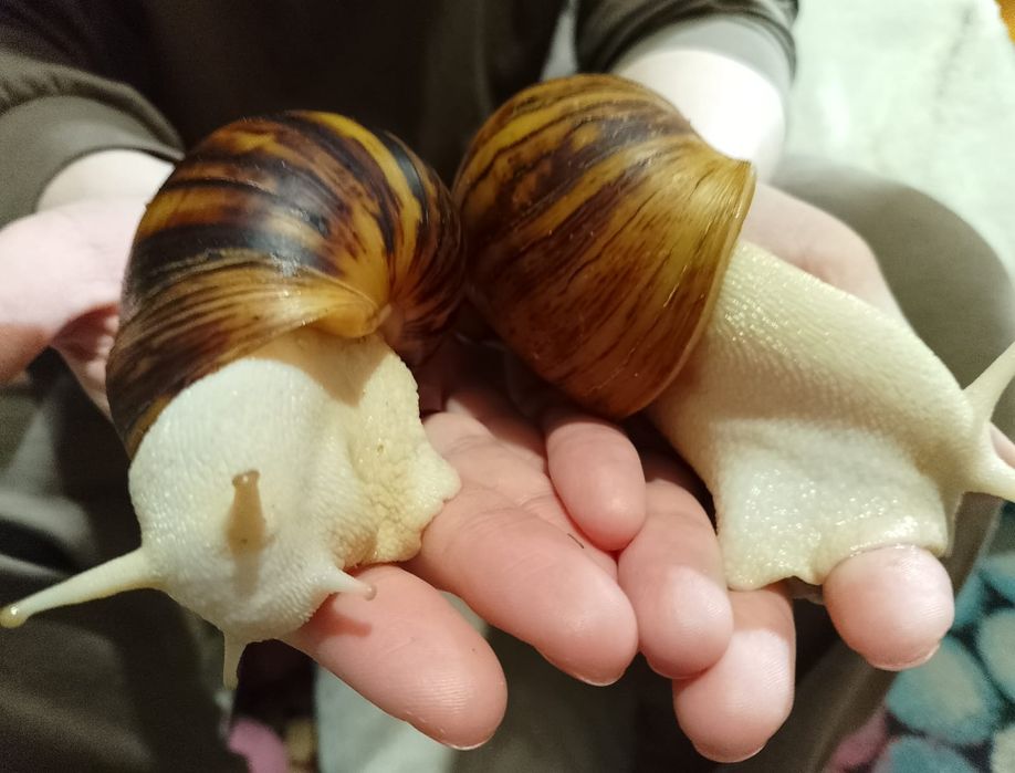 Продам равликів Архахатиніа