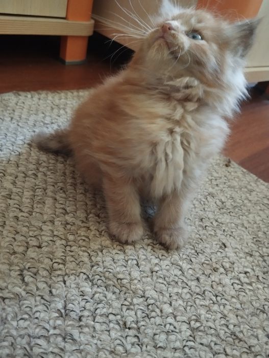 Koctka Maine Coon