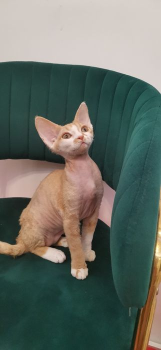 Młodziutka kotka Devon Rex