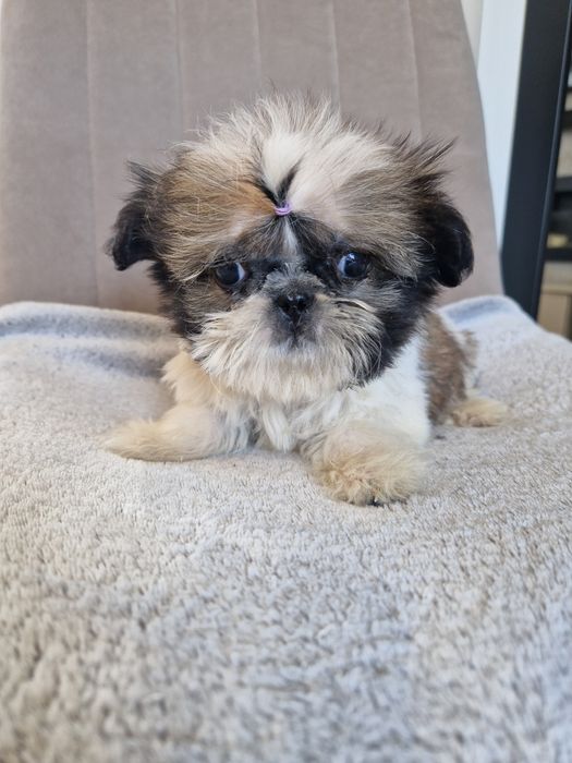 Mini suczka Shih tzu