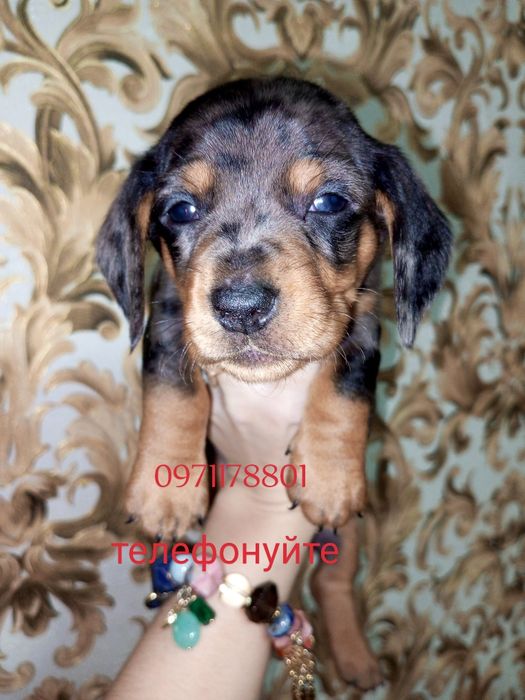 Мраморного забарвлення, гарно розмальований мрамор, міні - такса