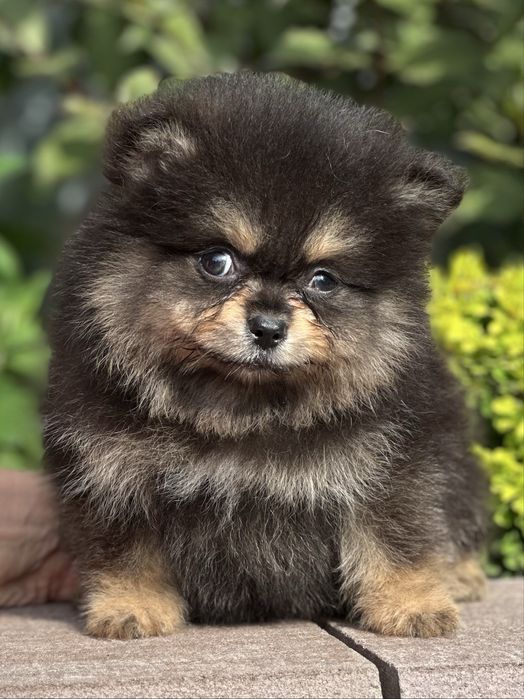 Шпіц мініатюрний хлопчик