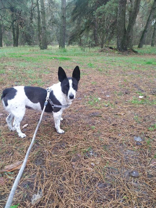 Собака порода  корги