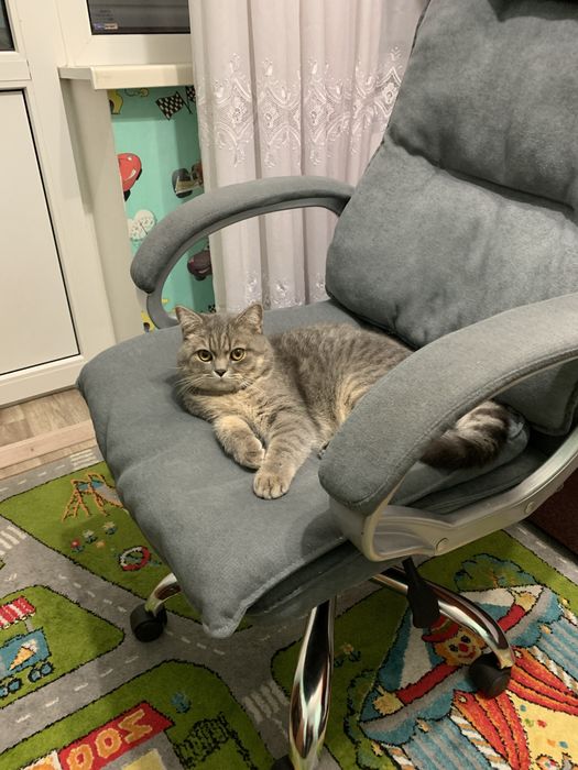 Котик британець для вязки