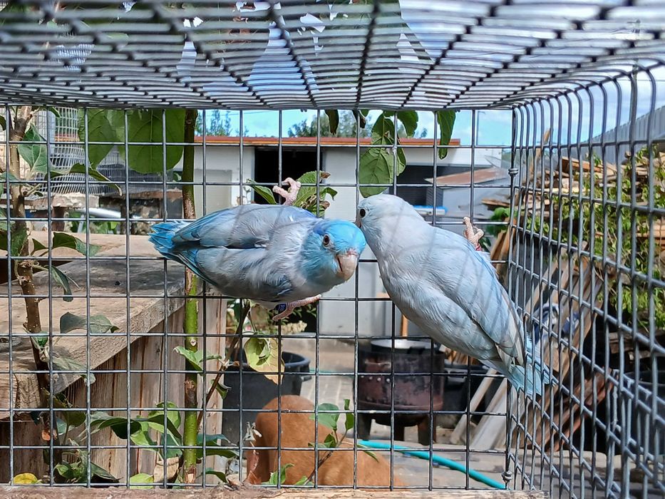 Casal de fopus azul