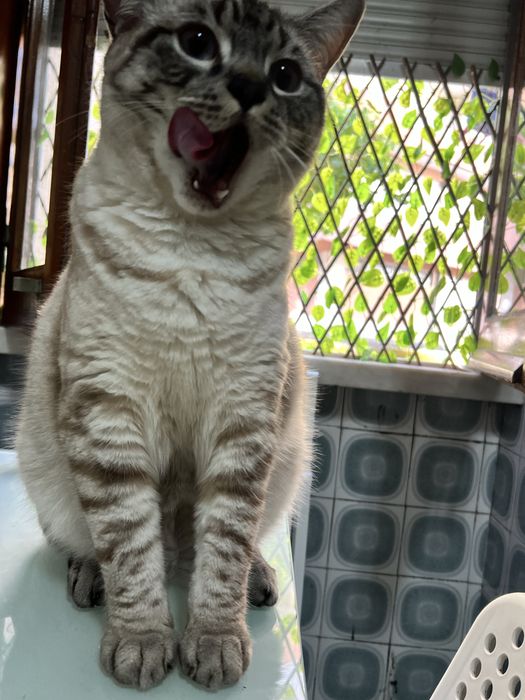 Gatinho de 1 ano a procura de uma nova familia