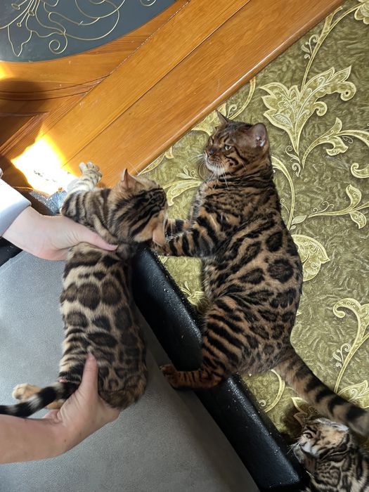 Бенгальский кот бенгал вязка