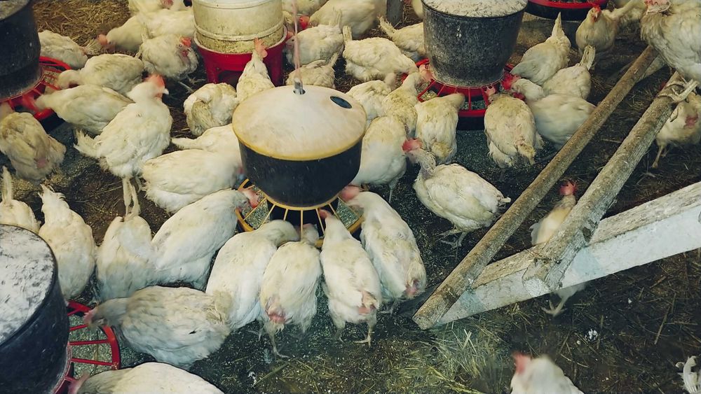 Kury nioski białe sprzedam.