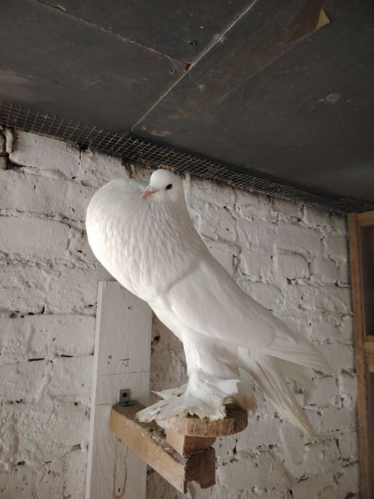 Samica Pomorska 23 rok.