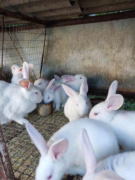 Кролі термонська біла