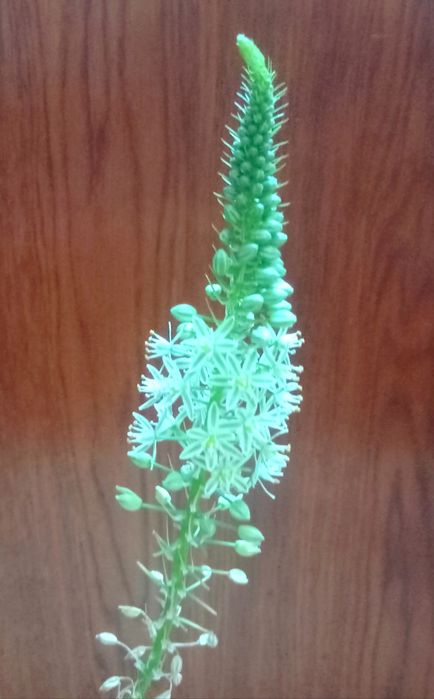 Индийский лук, луковицы, семена