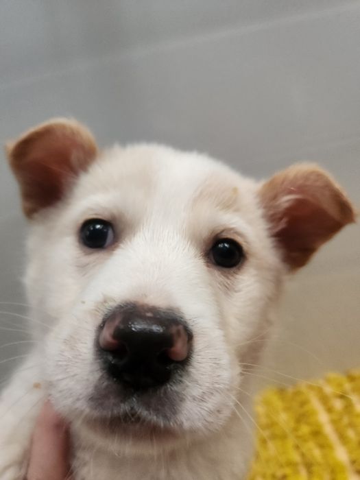 Лабрадор(метис)  безкоштовно