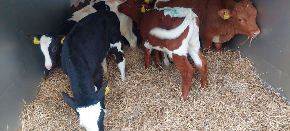 Sprzedam cieleta miesne