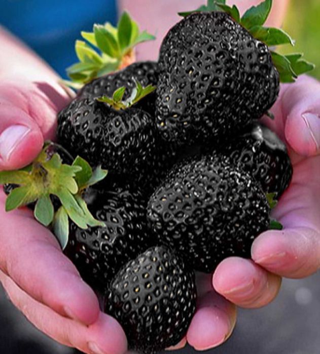 Полуниця чорноплодна ремонтантного плодоношення.Розсада