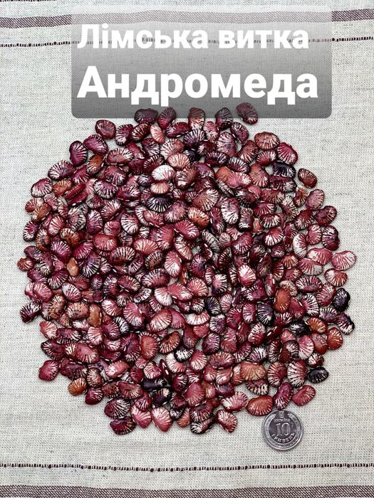 Квасоля Лімська насіння