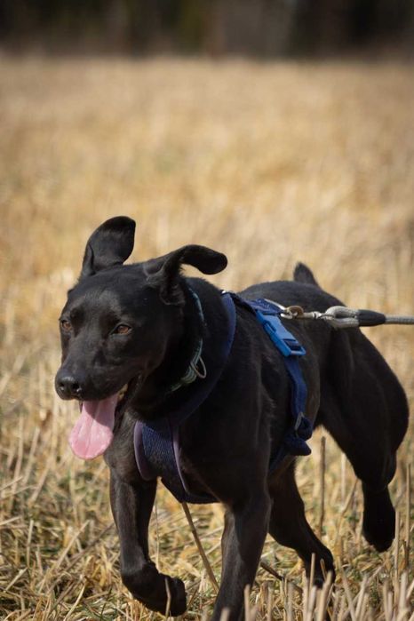 Ronnie - piękny, aktywny, proludzki pies ADOPCJA