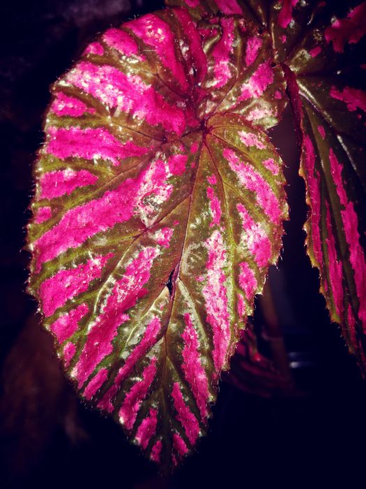 Begonia Brevirimosa RZADKOŚĆ roślina kolekcjonerska nie Monstera