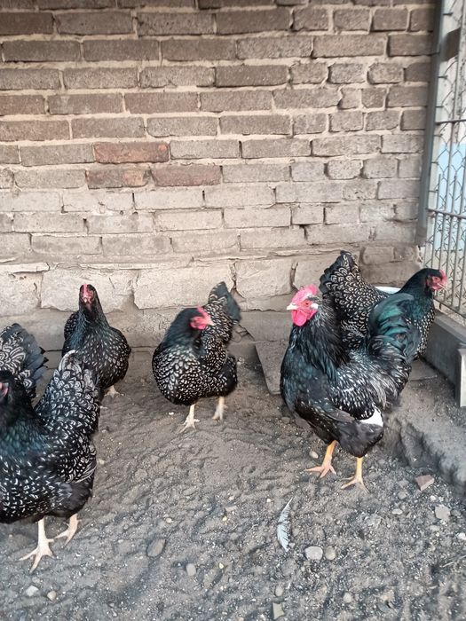 Jaja lęgowe kur ozdobnych Ayam cemani  Appenzeller, Brakla srebrna