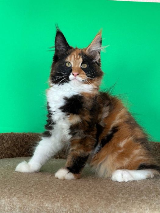 Дівчинка каліко Мейн кун