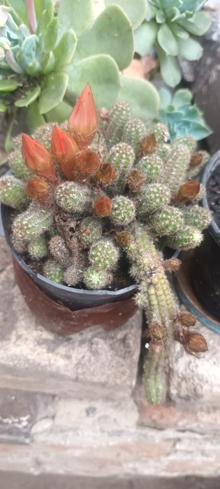 Хамецереус Сильвестра