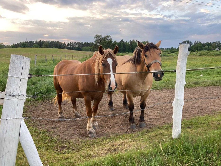Leśny Zakątek – Mazury / Warmia – Domek nad jeziorem Dadaj – Ramsowo