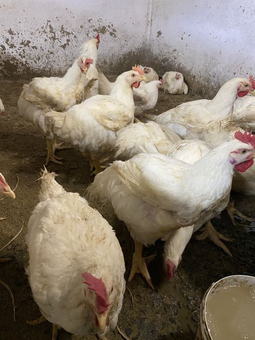 Продам молодих півнів, курчат домінантів