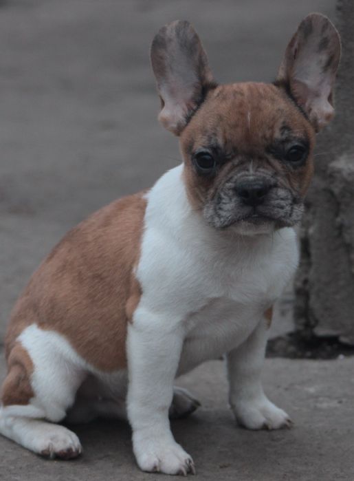 Французький бульдог