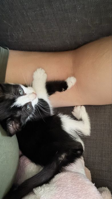 Gatinha bebé para adoção responsavel