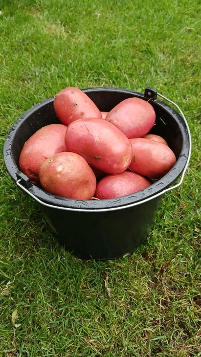 Ziemniaki uprawa tradycyjna