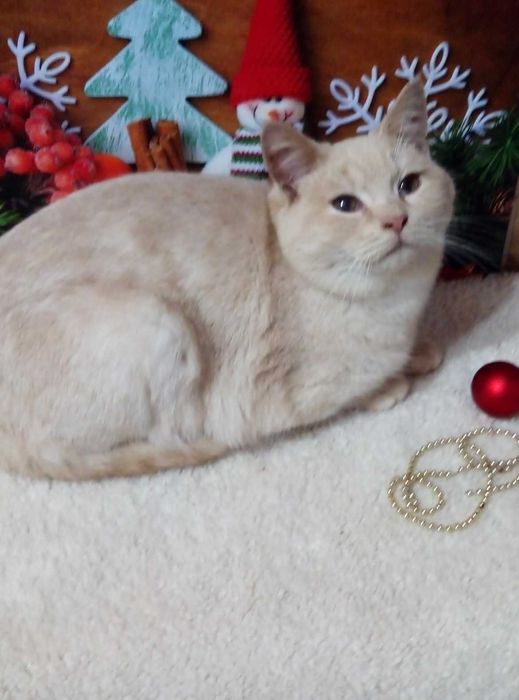 Золотой котенок,мутоновый шиншилла