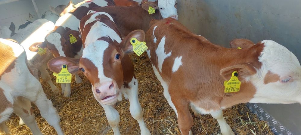 Mięsne cielęta sprzedam