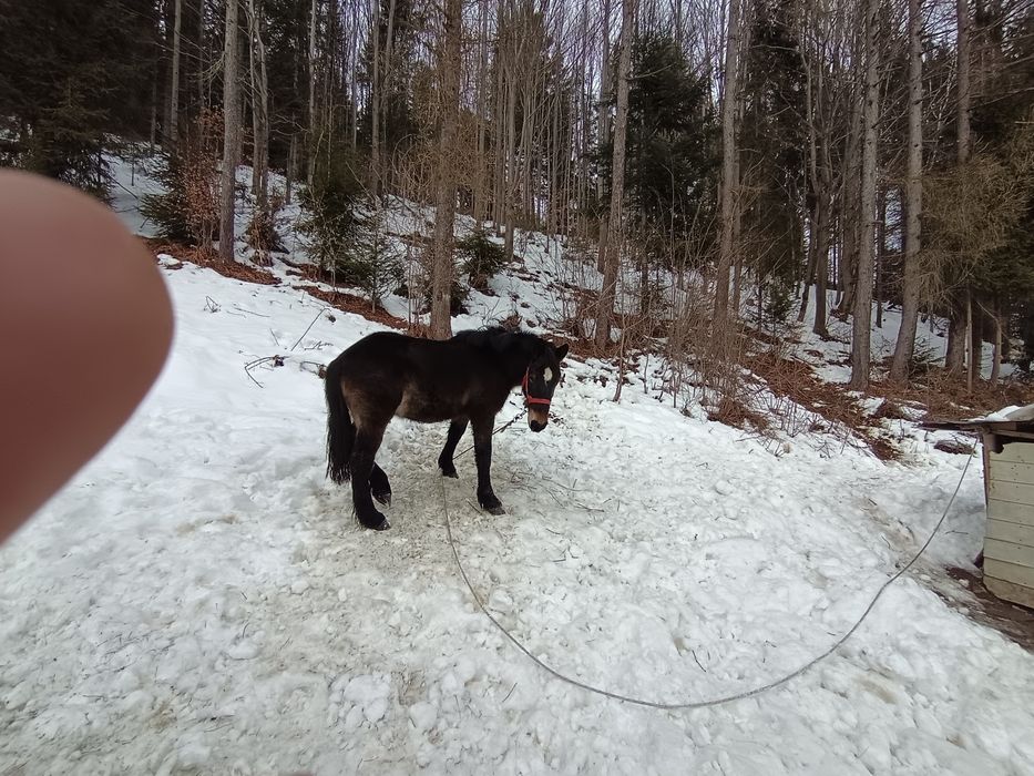 Ogier Sztum zimnokrwisty