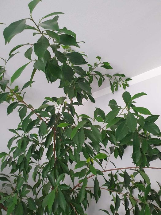 Drzewo Cytryny, Cytrynka - może fikus Benjamina ?