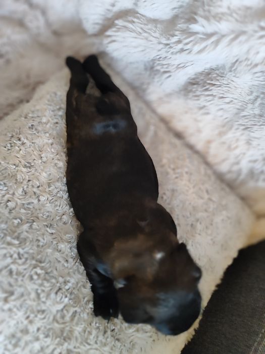 Buldog francuski dziewczynka