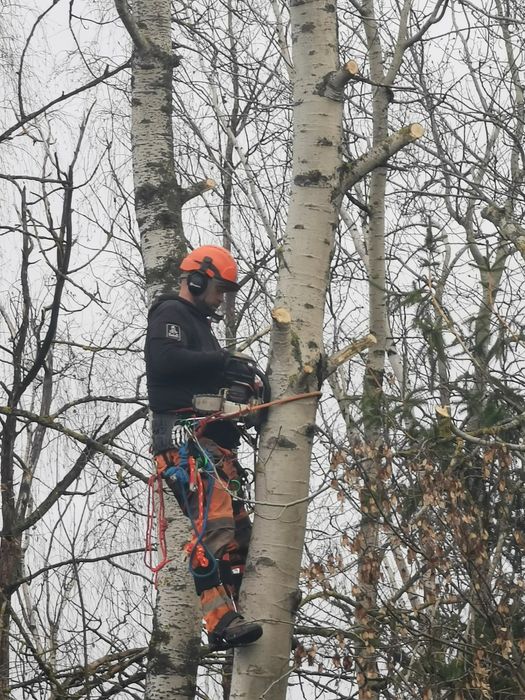 Wycinka drzew, koszenie trawy, rębak, wycinanie krzaków, podcinanie ga