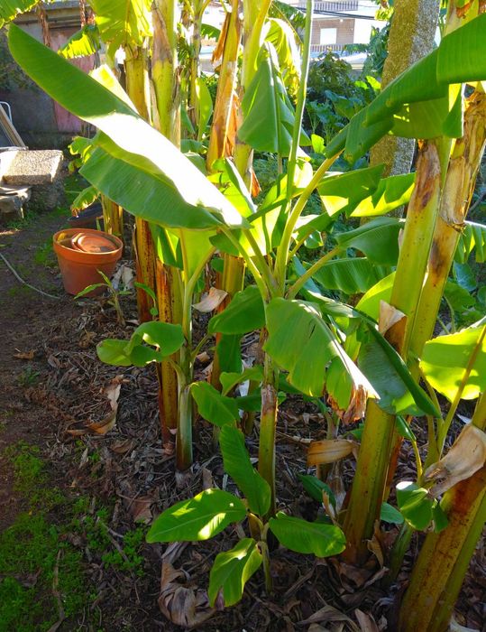 Planta Tropical - Bananeira