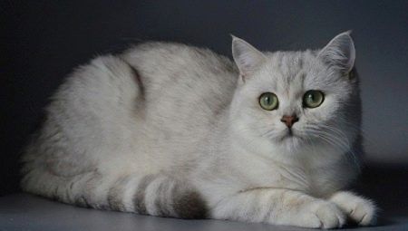 Маємо кошенят срібна шиншила