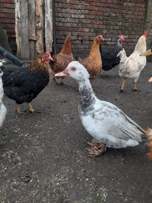 Продам утят шипунів