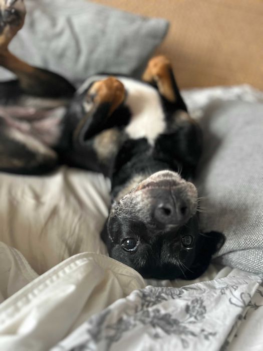 Roxy w typie boksera szuka domu!