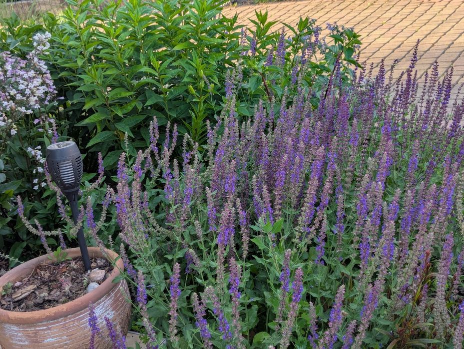 20 sz. Bylin mixuj dowolnie-Kocimiętka  przetacznik, rudbekia