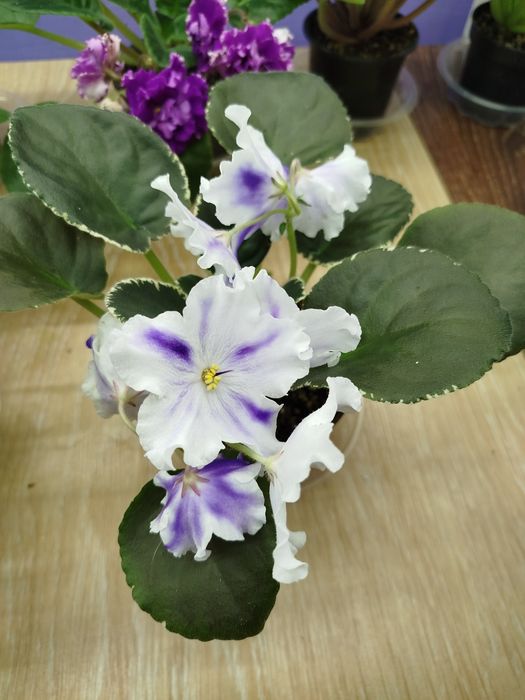 Фіалка для дому кімнати