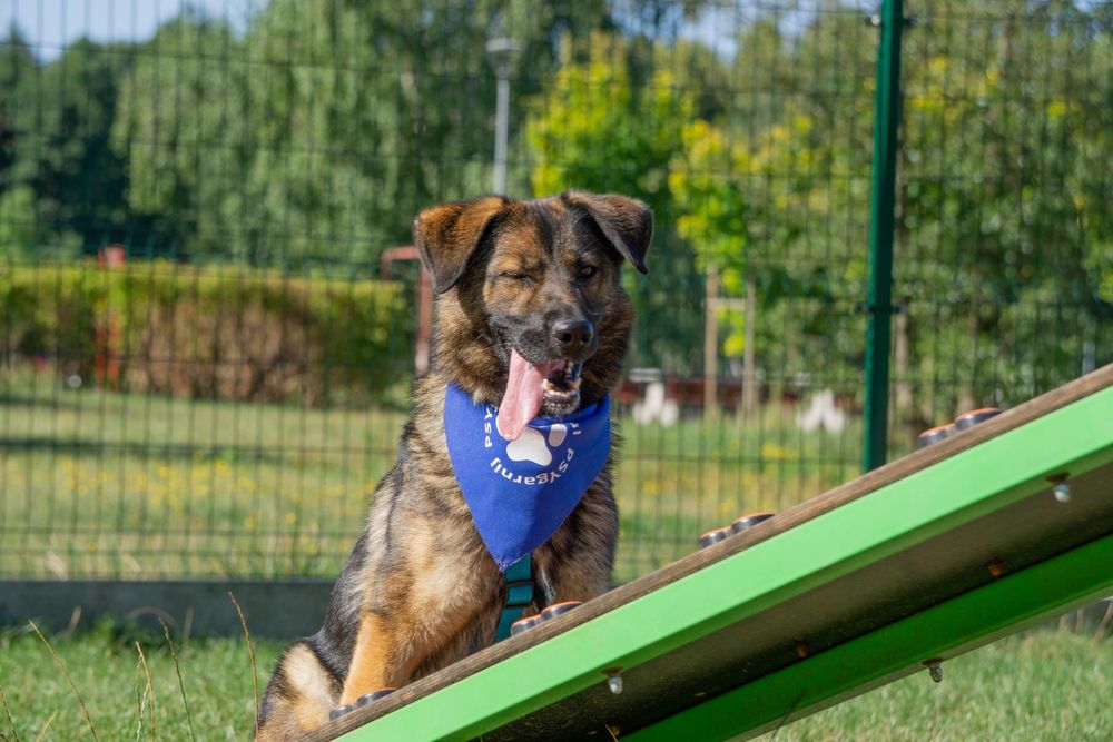 FILA - młoda sunia w typie owczarka