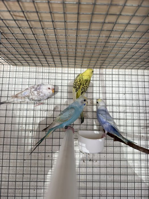 Periquitos Australianos