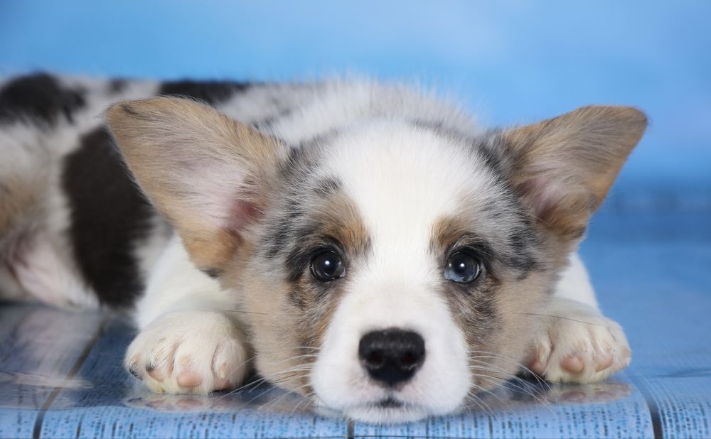 Коргі кардиган , шикарний малюк